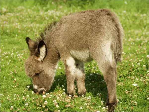 Donkey - foal in meadow grazing
