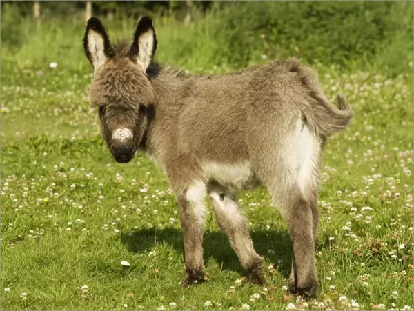 Donkey - foal in meadow