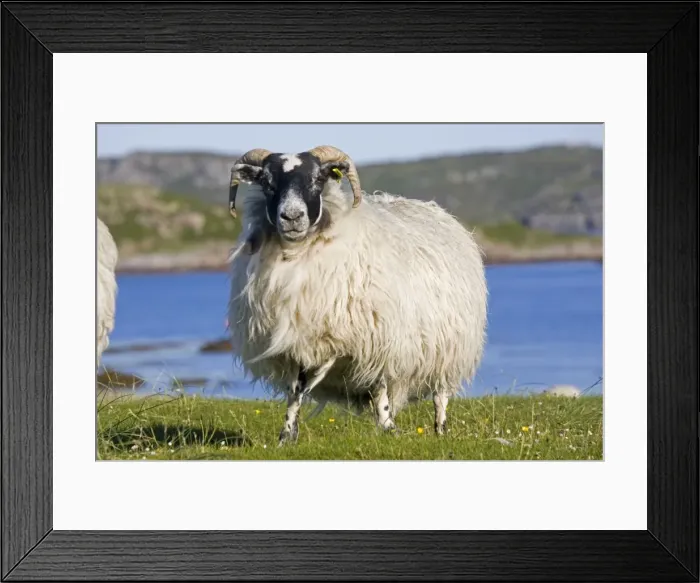 Framed Print : Scotiish black-faced sheep, Isle of Mull, Scotland, UK Framed Print : Scotiish black-faced sheep, Isle of Mull, Scotland, UK