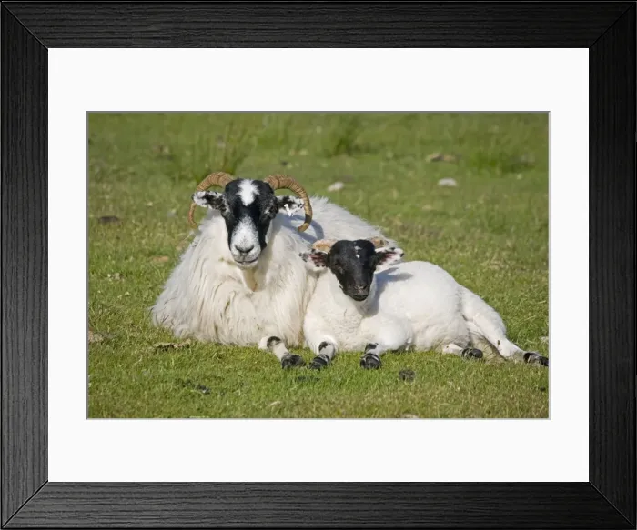 Framed Print : Scottish black-faced ewe and lamb, Isle of Mull, Scotland, U Framed Print : Scottish black-faced ewe and lamb, Isle of Mull, Scotland, U