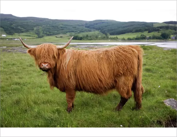 Highland cow on Isle of Mull, Scotland, UK