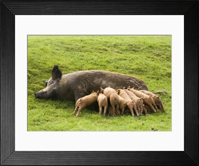 Framed Print : Iron Age Pig - with large litter of suckling piglets. Rare Breed Trust Cotswold Farm Park Temple Guiting near Stow on the Wold UK. Not a true breed they are a reconstruction of how the animals once looked created in the early 1970's by crossing Framed Print : Iron Age Pig - with large litter of suckling piglets. Rare Breed Trust Cotswold Farm Park Temple Guiting near Stow on the Wold UK. Not a true breed they are a reconstruction of how the animals once looked created in the early 1970's by crossing