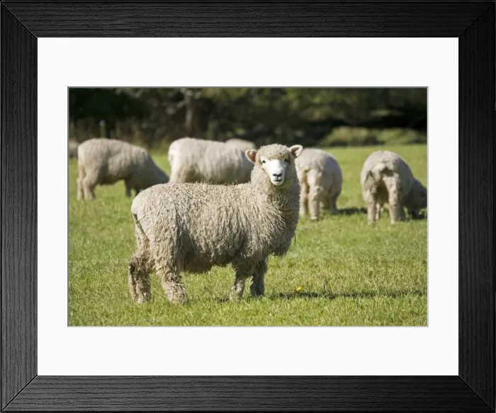 Framed Print : Unshorn Merino sheep - Mackenzie Country South Island New Zealand. Originally prized for the quality of its wool which is tightly crimped and springy there is now additional emphasis on quality of the meat Framed Print : Unshorn Merino sheep - Mackenzie Country South Island New Zealand. Originally prized for the quality of its wool which is tightly crimped and springy there is now additional emphasis on quality of the meat