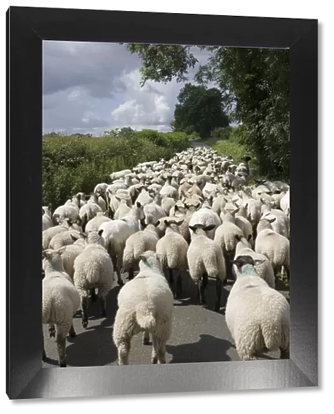 Flock of Masham sheep and lambs being driven down country road in Cotswolds UK
