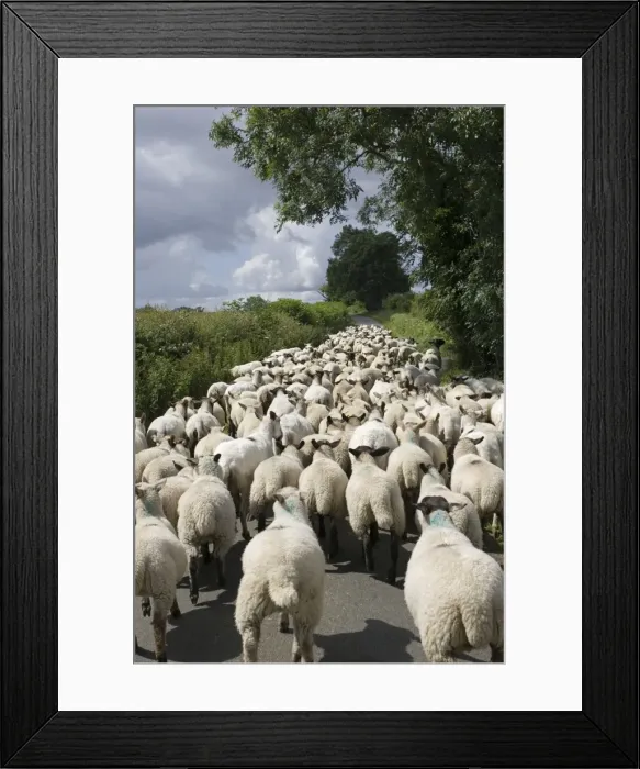 Framed Print : Flock of Masham sheep and lambs being driven down country road in Cotswolds UK Framed Print : Flock of Masham sheep and lambs being driven down country road in Cotswolds UK