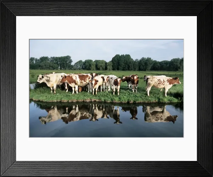 Framed Print : Cows - herd in meadow on edge of water Framed Print : Cows - herd in meadow on edge of water