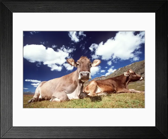 Framed Print : CATTLE - ALPINE COWS LYING Framed Print : CATTLE - ALPINE COWS LYING