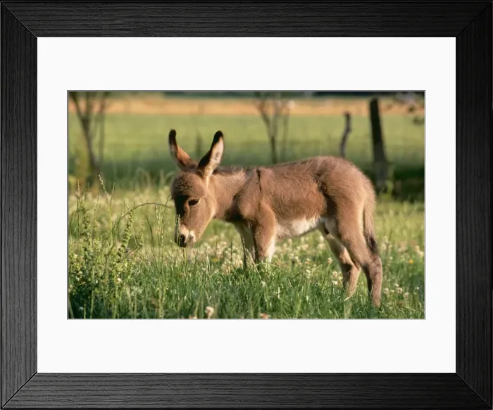 Framed Print : DONKEY - foal in meadow, side Framed Print : DONKEY - foal in meadow, side