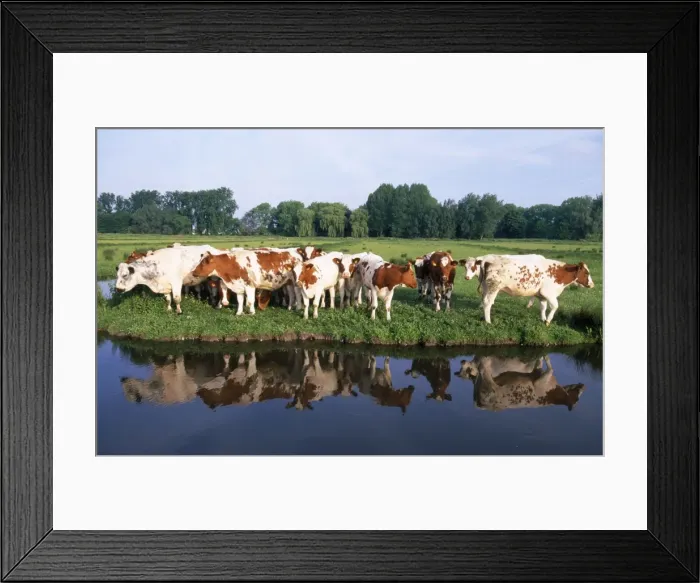 Framed Print : Red Belgian breed Cows - on river bank Framed Print : Red Belgian breed Cows - on river bank