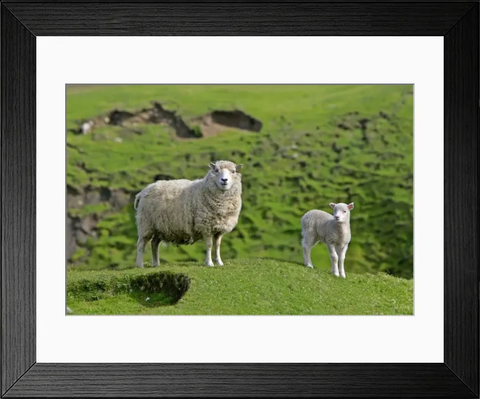 Framed Print : Sheep mother and young standing amidst green hills looking into camera Hermaness Nature Reserve, Unst, Shetland Isles, Scotland, UK Framed Print : Sheep mother and young standing amidst green hills looking into camera Hermaness Nature Reserve, Unst, Shetland Isles, Scotland, UK
