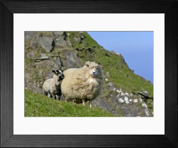 Framed Print : Sheep lamb cuddling up to mother Hermaness Nature Reserve, Unst, Shetland Isles, Scotland, UK Framed Print : Sheep lamb cuddling up to mother Hermaness Nature Reserve, Unst, Shetland Isles, Scotland, UK