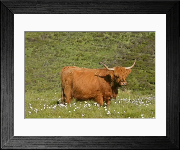 Framed Print : Highland cattle cow grazing on moorland Isle of Skye, Highlands, Scotland, UK Framed Print : Highland cattle cow grazing on moorland Isle of Skye, Highlands, Scotland, UK