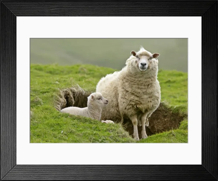 Framed Print : Sheep mother and young looking out Hermaness Nature Reserve, Unst, Shetland Isles, Scotland, UK Framed Print : Sheep mother and young looking out Hermaness Nature Reserve, Unst, Shetland Isles, Scotland, UK