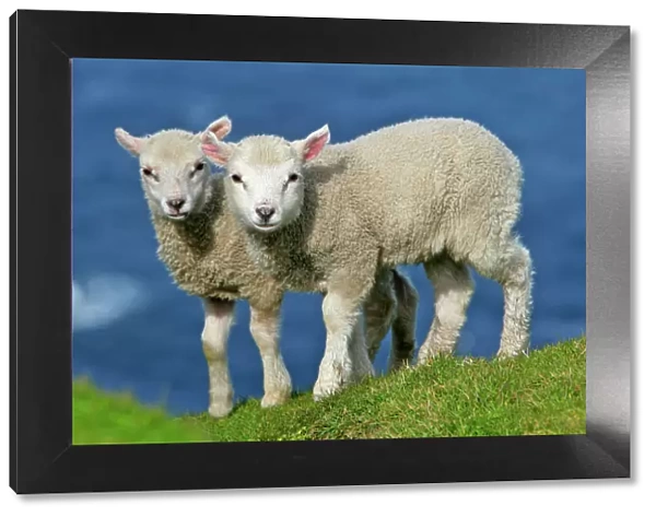 Sheep two cute lambs standing on cliff edge looking into camera Hermaness Nature Reserve, Unst, Shetland Isles, Scotland, UK