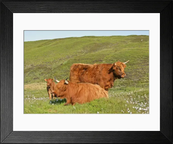 Framed Print : Highland cattle two adults of which one is resting and one calf standing in moorland Isle of Skye, Higlands, Scotland, UK Framed Print : Highland cattle two adults of which one is resting and one calf standing in moorland Isle of Skye, Higlands, Scotland, UK