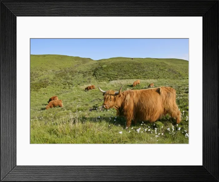 Framed Print : Highland Cattle herd on moorland Isle of Skye, Highlands, Scotland, UK Framed Print : Highland Cattle herd on moorland Isle of Skye, Highlands, Scotland, UK