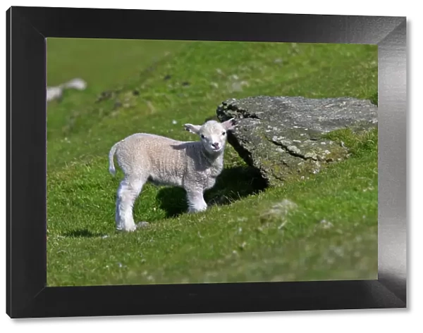Sheep cute lamb hiding under rock and looking into camera Hermaness Nature Reserve, Unst, Shetland Isles, Scotland, UK