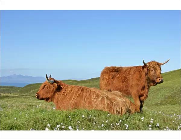Highland Cattle two adults from which one is resting on moorland with jagged peaks of the Cuillin mountains in background Isle of Skye, Highlands, Scotland, UK