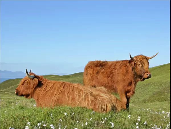 Highland Cattle two adults from which one is resting on moorland with jagged peaks of the Cuillin mountains in background Isle of Skye, Highlands, Scotland, UK