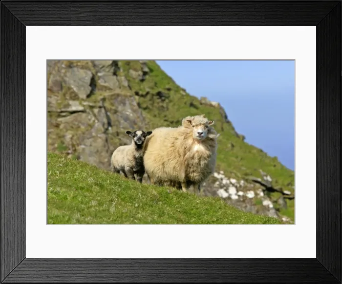 Framed Print : Sheep mother and young standing in front of cliffs looking into the camera Hermaness Nature Reserve, Unst, Shetland Isles, Scotland, UK Framed Print : Sheep mother and young standing in front of cliffs looking into the camera Hermaness Nature Reserve, Unst, Shetland Isles, Scotland, UK