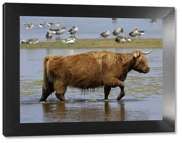 Highland Cattle-cow walking through lake, Isle of Texel, Holland
