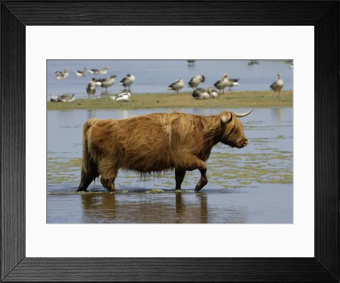 Framed Print : Highland Cattle-cow walking through lake, Isle of Texel, Holland Framed Print : Highland Cattle-cow walking through lake, Isle of Texel, Holland