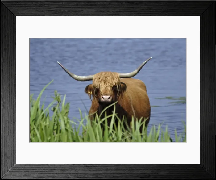 Framed Print : Highland Cattle-cow standing in lake to cool down in summer, Isle of Texel, Holland Framed Print : Highland Cattle-cow standing in lake to cool down in summer, Isle of Texel, Holland
