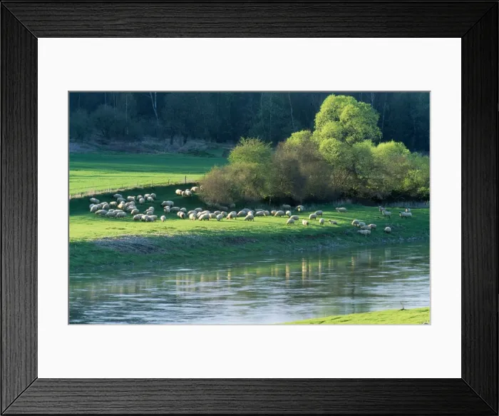 Framed Print : Milk Sheep - flock grazing on river pasture in spring Framed Print : Milk Sheep - flock grazing on river pasture in spring