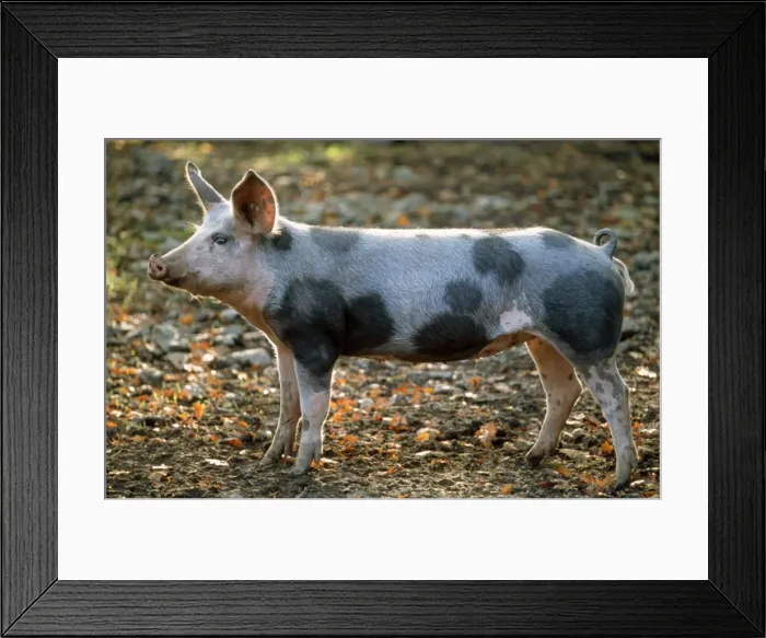 Framed Print : Domestic Pig - Bentheimer - German breed Framed Print : Domestic Pig - Bentheimer - German breed
