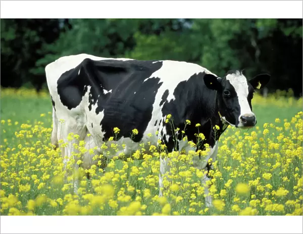 Cattle  /  Frisian Cow - In a meadow, yellow coloured rape