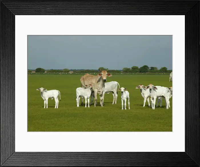 Framed Print : Domestic Brahma Cow - Adult & young Hato El Frio, Llanos, Venezuela Framed Print : Domestic Brahma Cow - Adult & young Hato El Frio, Llanos, Venezuela