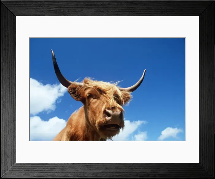 Framed Print : HIGHLAND CATTLE - head, sky and clouds Framed Print : HIGHLAND CATTLE - head, sky and clouds