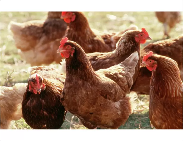 Free Range Chicken Group of brown hens
