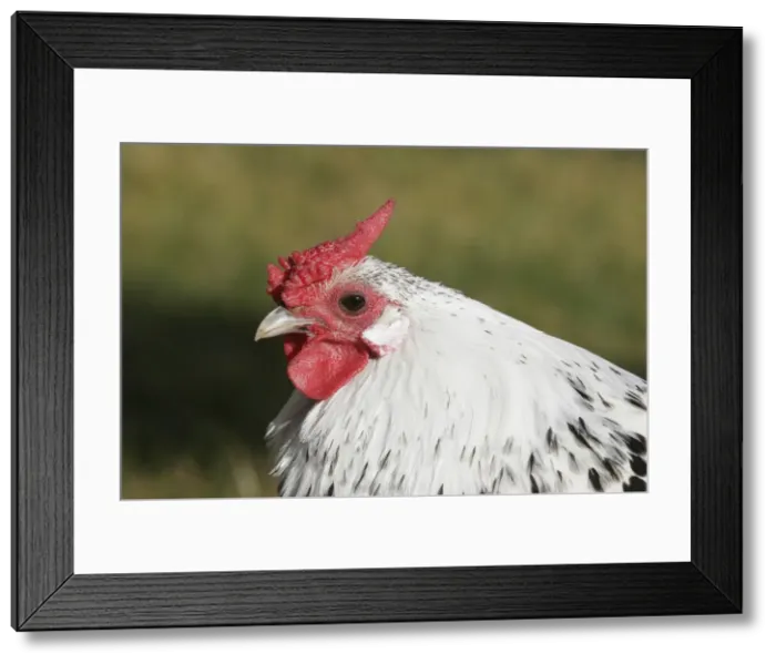 Framed Print : Chicken - Dwarf Cock of Hamburg Framed Print : Chicken - Dwarf Cock of Hamburg