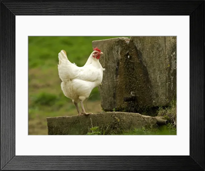 Framed Print : Free Range Chicken. France Framed Print : Free Range Chicken. France