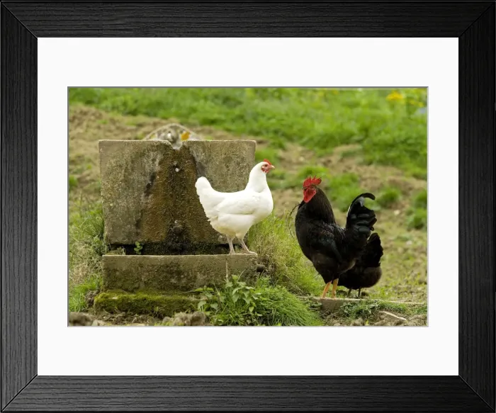Framed Print : Free Range Chickens. France Framed Print : Free Range Chickens. France