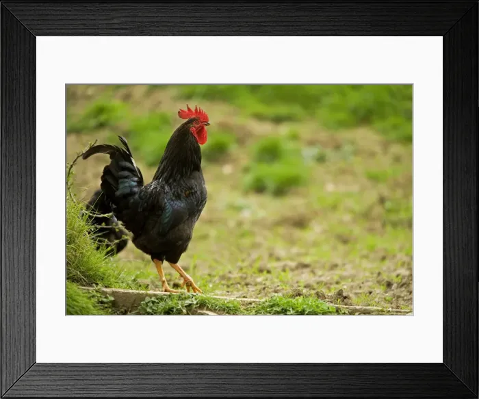 Framed Print : Free Range Chicken. France Framed Print : Free Range Chicken. France