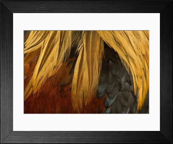 Framed Print : Chicken - Gallic Rooster / Cockerel - close-up of plumage Framed Print : Chicken - Gallic Rooster / Cockerel - close-up of plumage