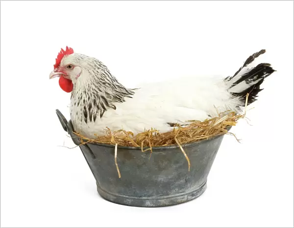 Sussex Chicken - sitting on next in tin bucket