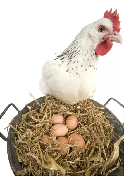 Sussex Chicken - looking at eggs in metal pail