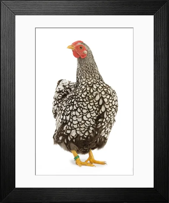 Framed Print : Wyandotte chicken - silver laced. In studio Framed Print : Wyandotte chicken - silver laced. In studio