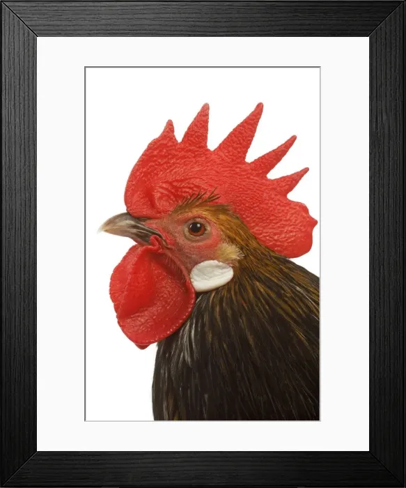 Framed Print : Cockerel - breed - Bassette liegeoise - in studio Framed Print : Cockerel - breed - Bassette liegeoise - in studio