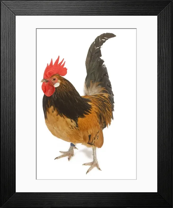 Framed Print : Cockerel - breed - Bassette liegeoise - in studio Framed Print : Cockerel - breed - Bassette liegeoise - in studio