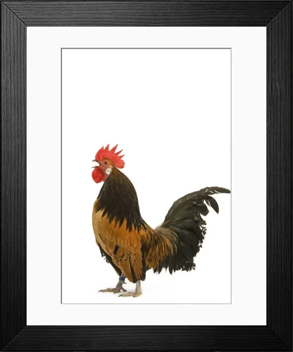 Framed Print : Cockerel - breed - Bassette liegeoise - in studio Framed Print : Cockerel - breed - Bassette liegeoise - in studio