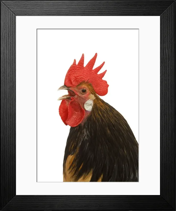 Framed Print : Cockerel - breed - Bassette liegeoise - in studio Framed Print : Cockerel - breed - Bassette liegeoise - in studio