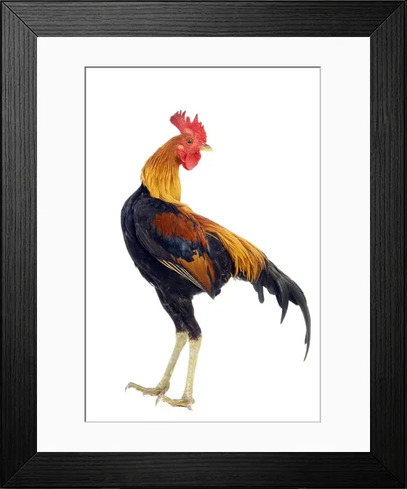Framed Print : Chicken - in studio Framed Print : Chicken - in studio