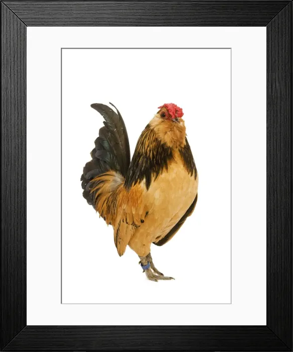 Framed Print : Belgium Bantam - Barbu d'Anvers - in studio Framed Print : Belgium Bantam - Barbu d'Anvers - in studio
