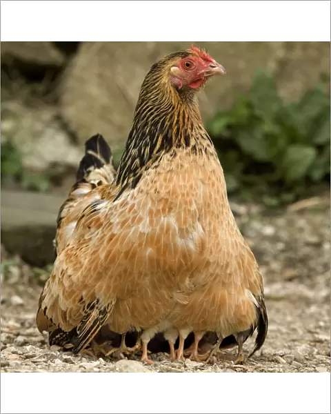 Chicken - with chicks sheltering under plumage - in farmyard