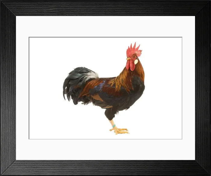 Framed Print : Gilded Leghorn Chicken - in studio Framed Print : Gilded Leghorn Chicken - in studio