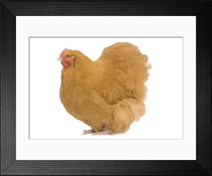 Framed Print : Orpington Chicken - in studio